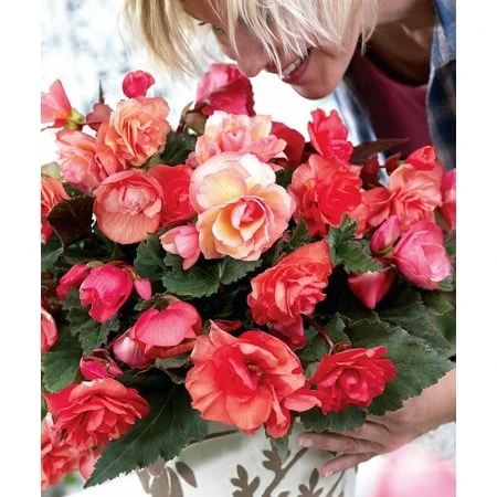 Begonia Odorosa - 2 Bulbs - First Truly Fragrant Begonia