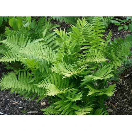 Hardy Lady Fern - Athyrium Filix-femina - Shade Tolerant - 2 Top Size Roots