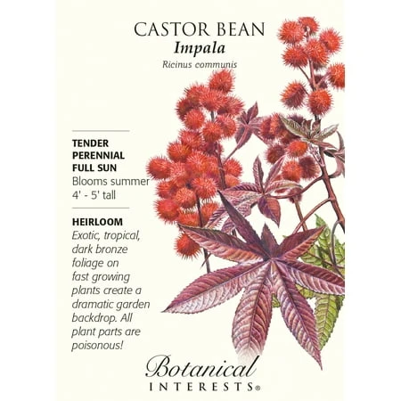 Castor Bean Impala Seeds - 4 Grams For Thriving Gardens