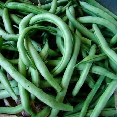BUSH GREEN BEAN - BLUE LAKE