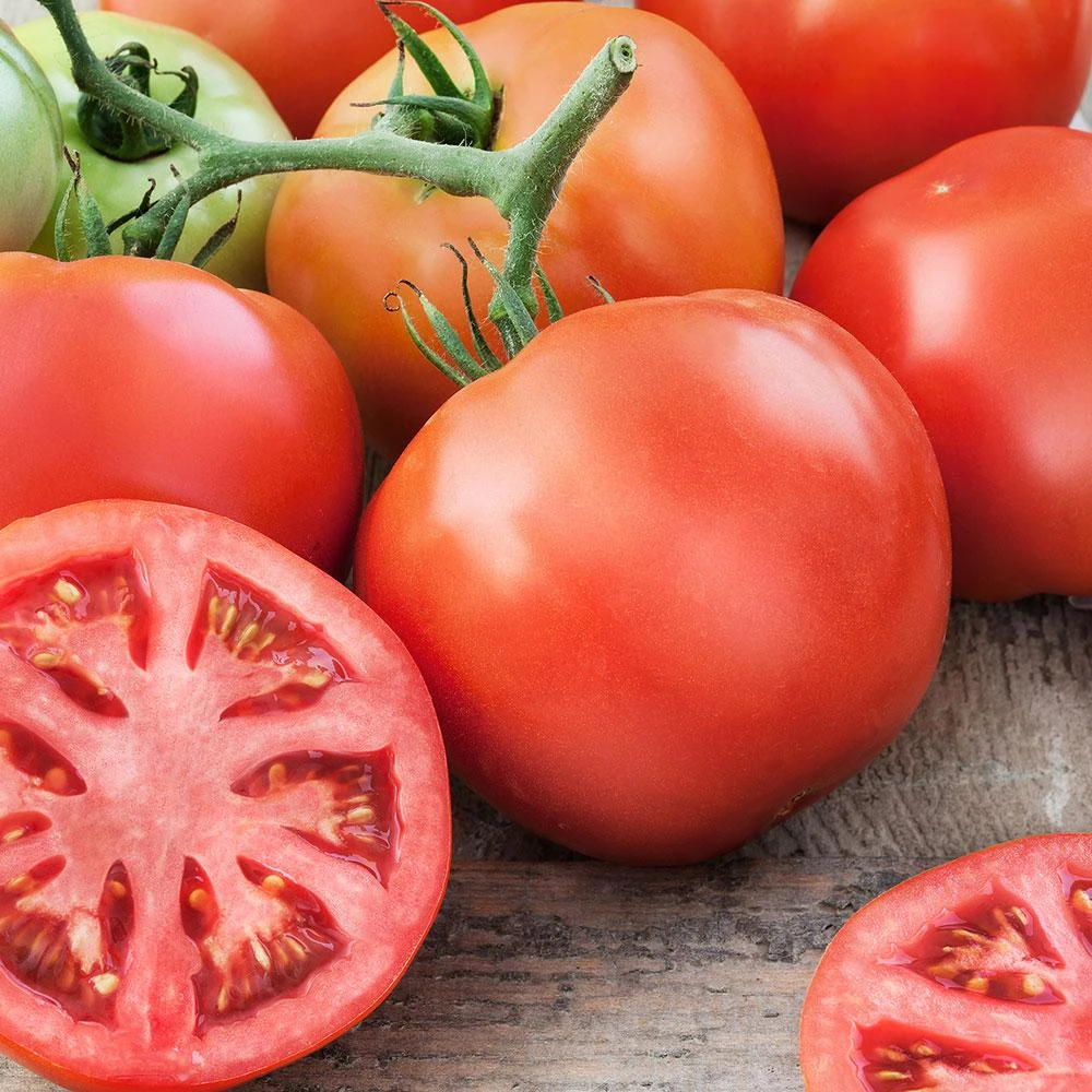 4.5 Inch Tomato-big Beef Plant - 19.3 Ounce Variety By Bonnie Plants