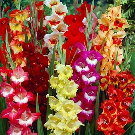 Parrot Mix Gladiolus Bulbs - 8 Count Super Value Pack For Vibrant Gardens