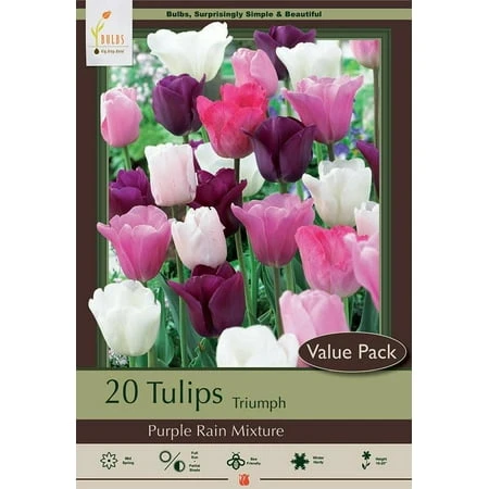 Purple Rain Mix Tulip Bulbs - 20 Count - Lush Violet And White - 12/+ Cm Bulbs