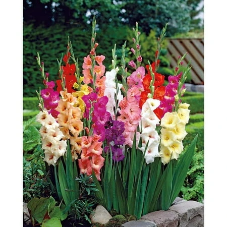 30 Giant Mixed Gladiolus Bulbs 12 Cm - Vibrant Mixed Colors For Your Garden
