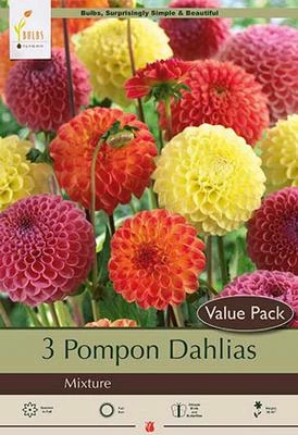 Pompom Dahlias Mixture - Summer Blooming Flowers
