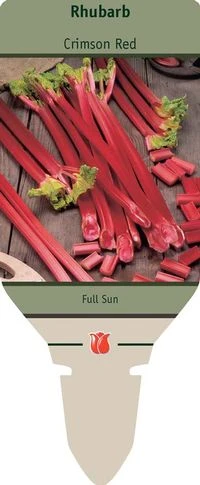 Rhubarb - Crimson Red, Rheum Rhabarbarum 'crimson Red', 24-48 Inches