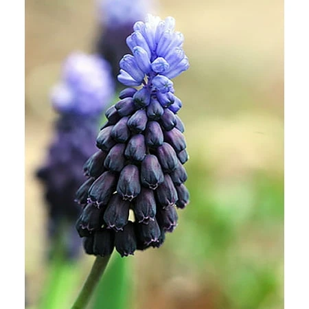 Two Tone Grape Hyacinths - Muscari Latifolium - 25 Bulbs - 5/6 Cm Size