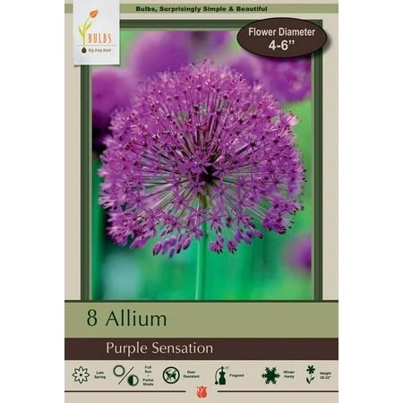 Allium Aflatuense Bulbs - 8 Bulbs, 12/+ Cm Size