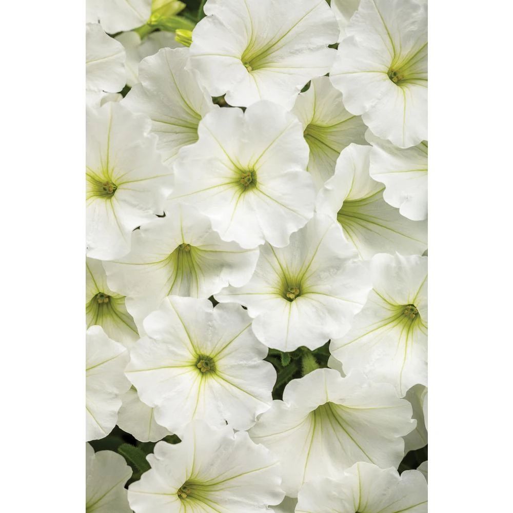 E+G Vista Snowdrift Supertunia