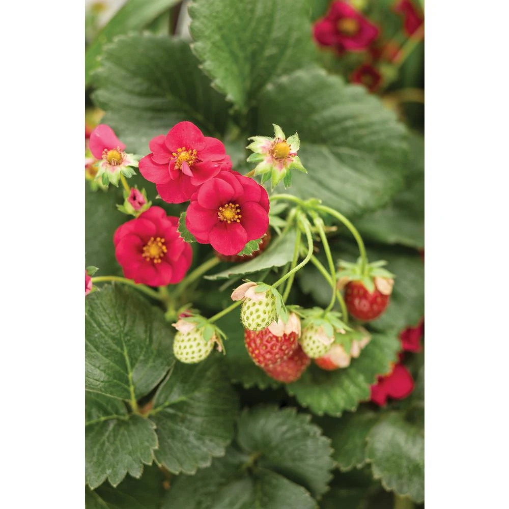 E+G Red Strawberry