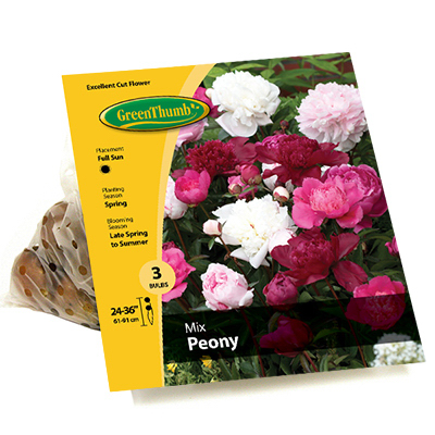 3 Count Peony Bulbs For Vibrant Garden Blooms