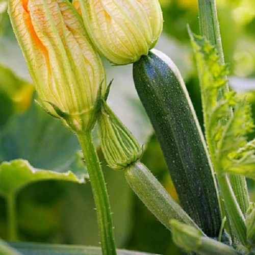SQUASH - BUSH ZUCCHINI