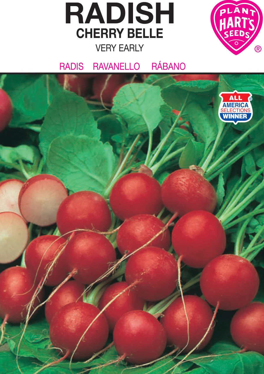 RADISH CHERRY BELLE