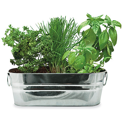 HERB WINDOWSILL KIT
