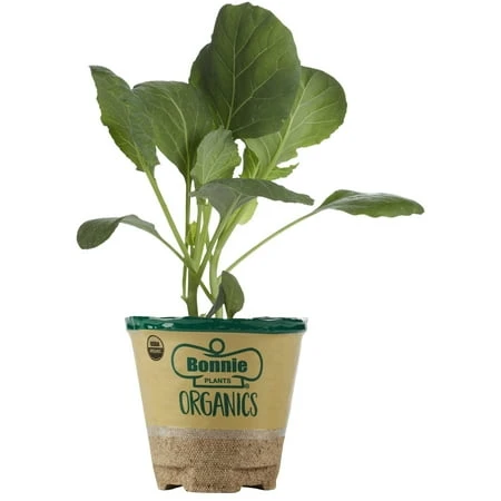 Organics Broccoli Live Plant, Asco Certified, 4 Inch Pot