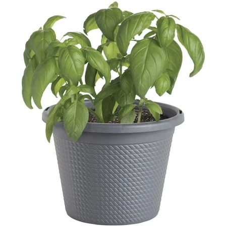 Sweet Basil Live Plant For Herb Garden, 8 Inch Pesto Variety