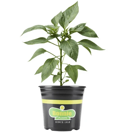 Mammoth Jalapeno Pepper 1 Gallon Container - Spicy Garden Delight