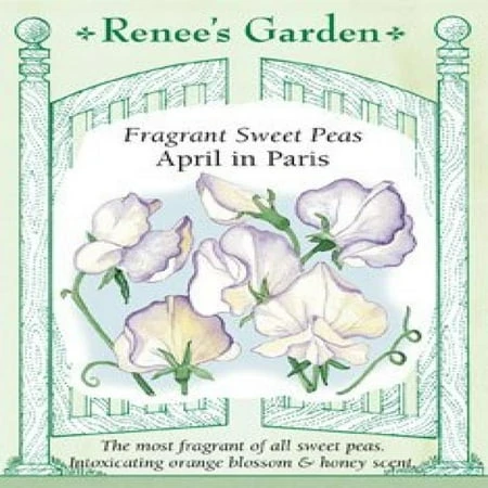 April In Paris Flower Seeds - Beautiful Fragrant Climbing Vines