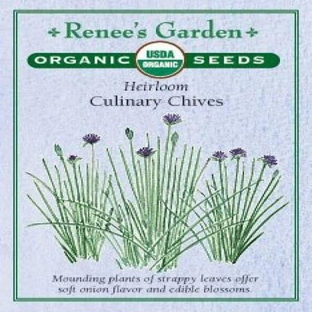 Culinary Chives - Fresh Herb Plant For Cooking And Garnishing