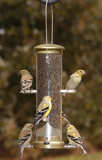 Nyjer Feeder Small 3/4 Quart Ant. Brass