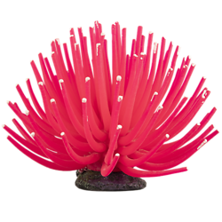 TETRA GLOFISH ANEMONE LarGe ASSorTed