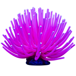 TETRA GLOFISH ANEMONE LarGe ASSorTed