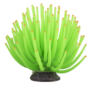 TETRA GLOFISH ANEMONE LarGe ASSorTed