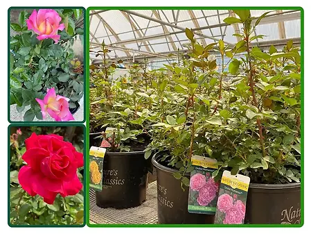 ROSE BUSH AST. COLORS