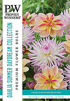 DAHLIA SUMMER DAYDREAM