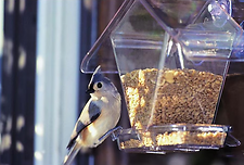 ASP WINDOW CAFE BIRD FEEDER 3/4 Q