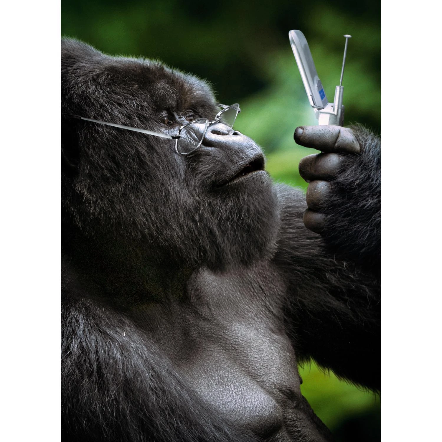 GORILLA WITH FLIP PHONE CARD