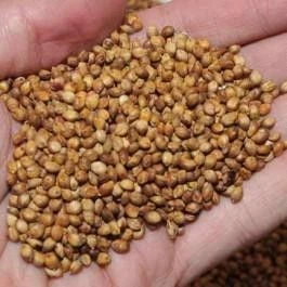 Egyptian Wheat Seed - 10 Pounds For Planting And Gardening