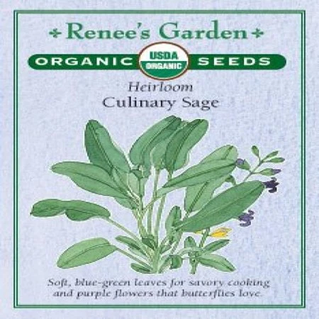 Sage Culinary Herb Plant - Fresh Culinary Herb For Cooking And Garnishing