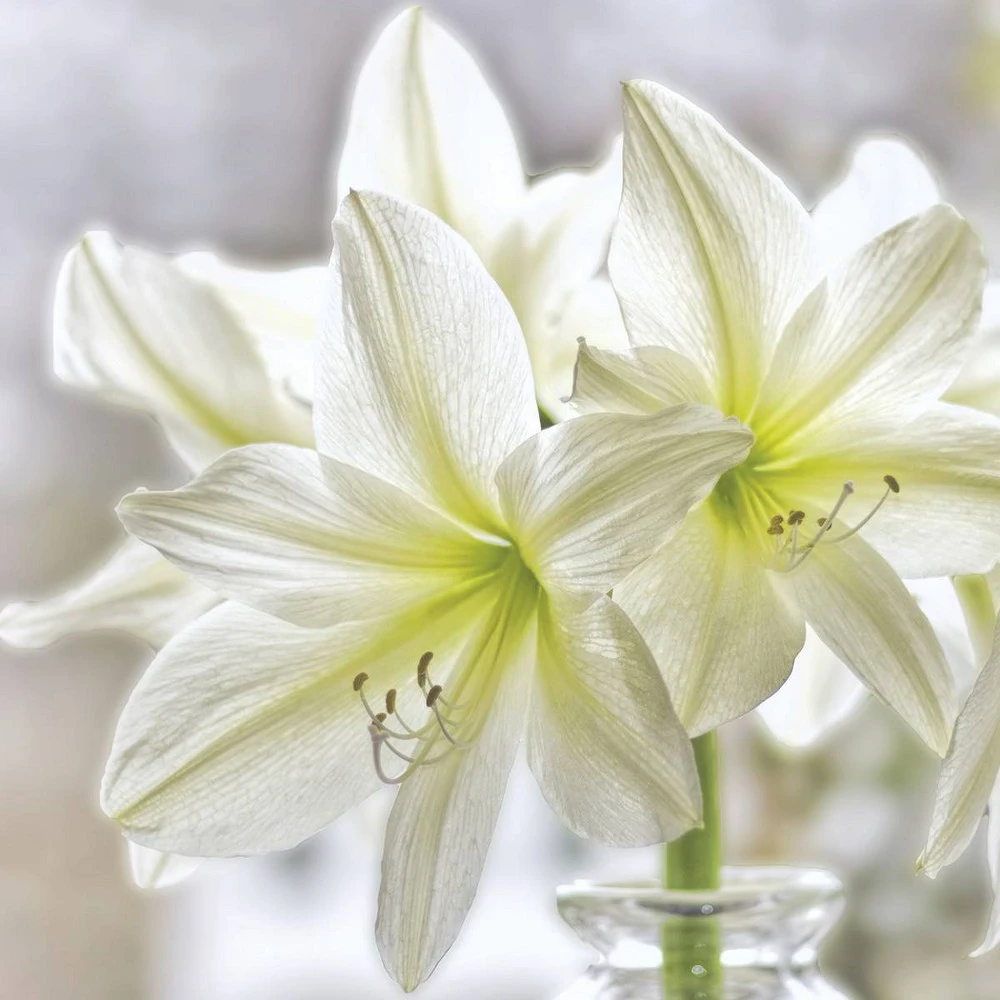 Van Zyverden Boxed Gift Kit Amaryllis Monte Blanc Bulbs - Perfect Gift For Gardeners