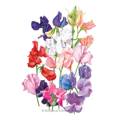 Sweet Pea Mammoth Organic Seeds - Premium Quality For Vibrant Blooms