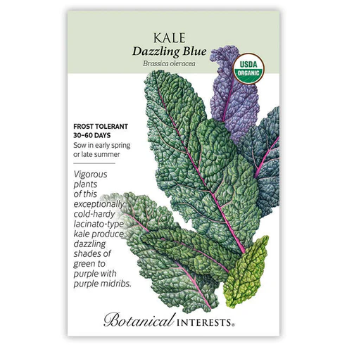 Kale Dazzling Blue Organic Seeds - Premium Quality For Home Gardening
