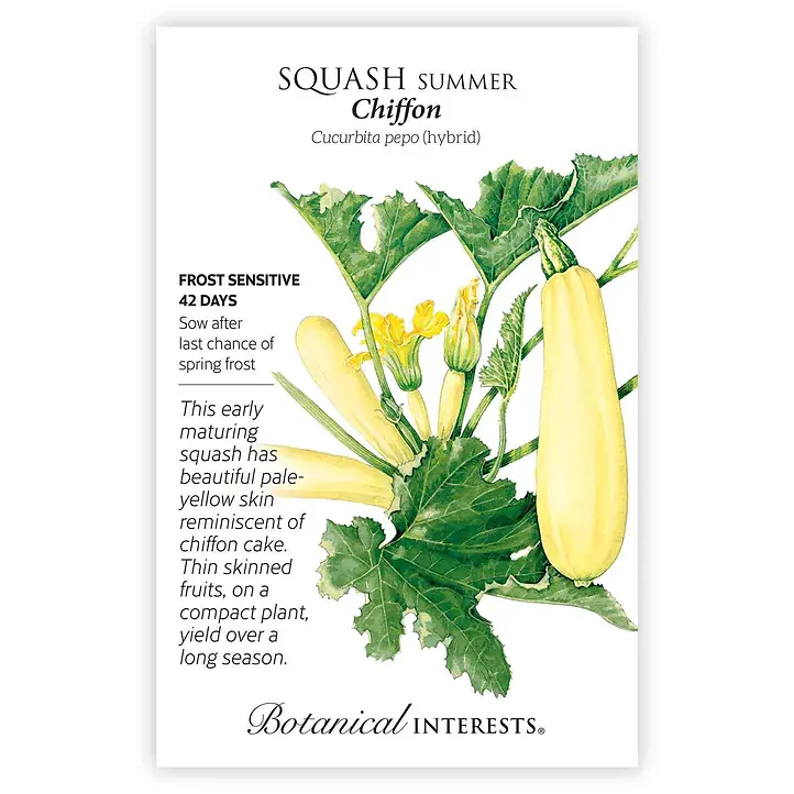 BOTAN SQUASH SUMMER CHIFFON HYBR