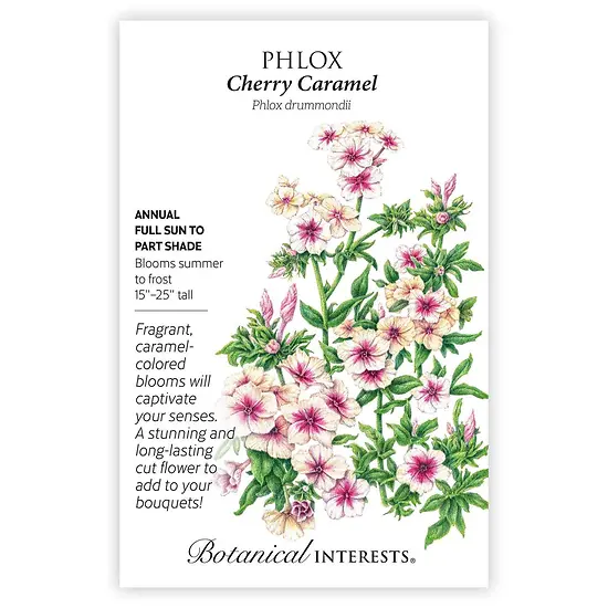 BOTAN PHLOX CHERRY CARAMEL