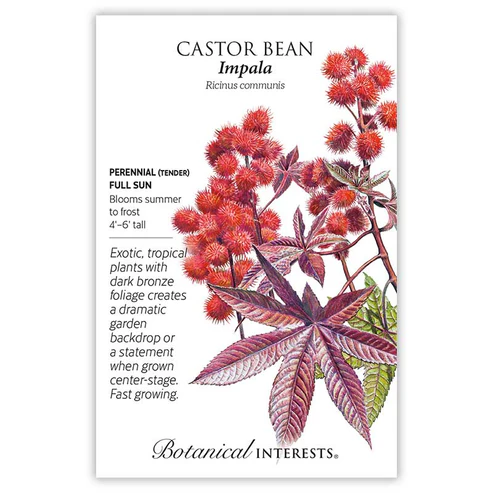 Organic Castor Bean Impala Grass Seed - Premium Quality For Lush Lawns