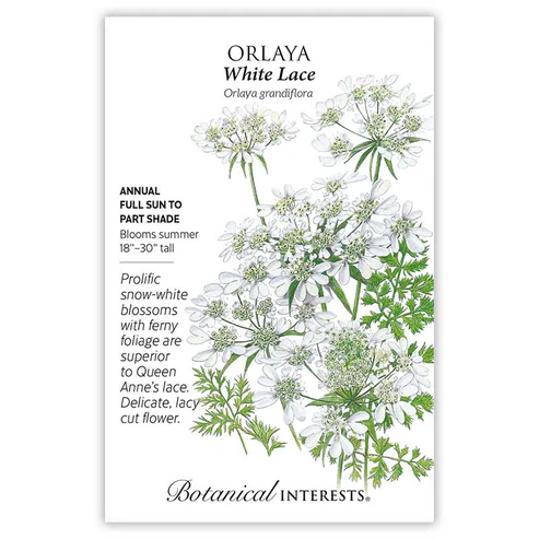 BOTAN ORLAYA WHITE LACE