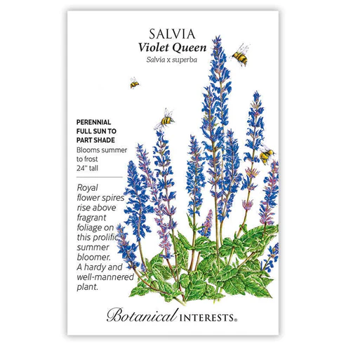 BOTAN SALVIA VIOLET QUEEN