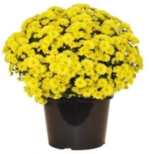 8" FALL MUMS