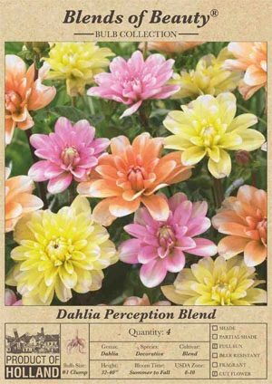 Netherland Bulbs Decorative Dahlias - Perception Blend