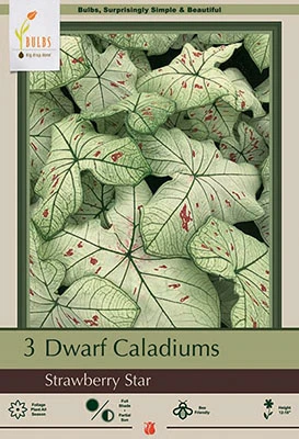 Netherland Bulbs Dwarf Caladiums - Strawberry Star