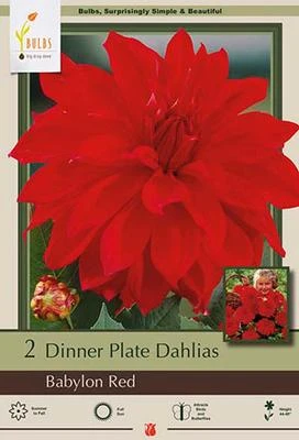 Netherland Bulbs Dinner Plate Dahlias - Babylon Red