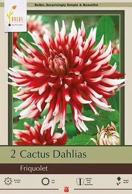 Netherland Bulbs Cactus Dahlias - Friquolet