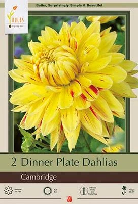Netherland Bulbs Dinner Plate Dahlias - Cambridge