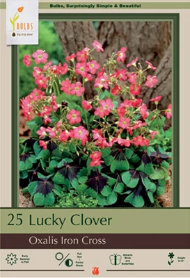 Netherland Bulbs Oxalis - Iron Cross