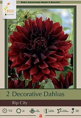 Netherland Bulbs Decorative Dahlias - Rip City