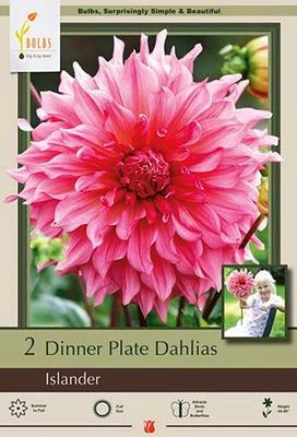Netherland Bulbs Dinner Plate Dahlias - Islander